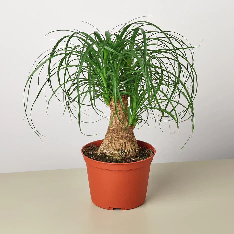 Palm Ponytail - 6" Pot - NURSERY POT ONLY