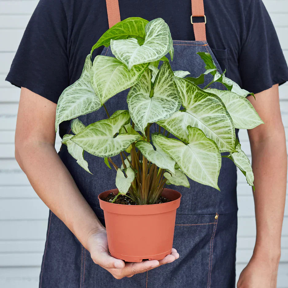 Syngonium White Butterfly - 6" Pot - NURSERY POT ONLY