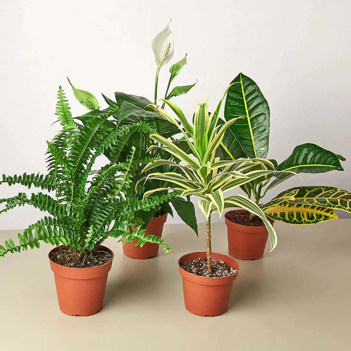 Air Purifying Variety Bundle