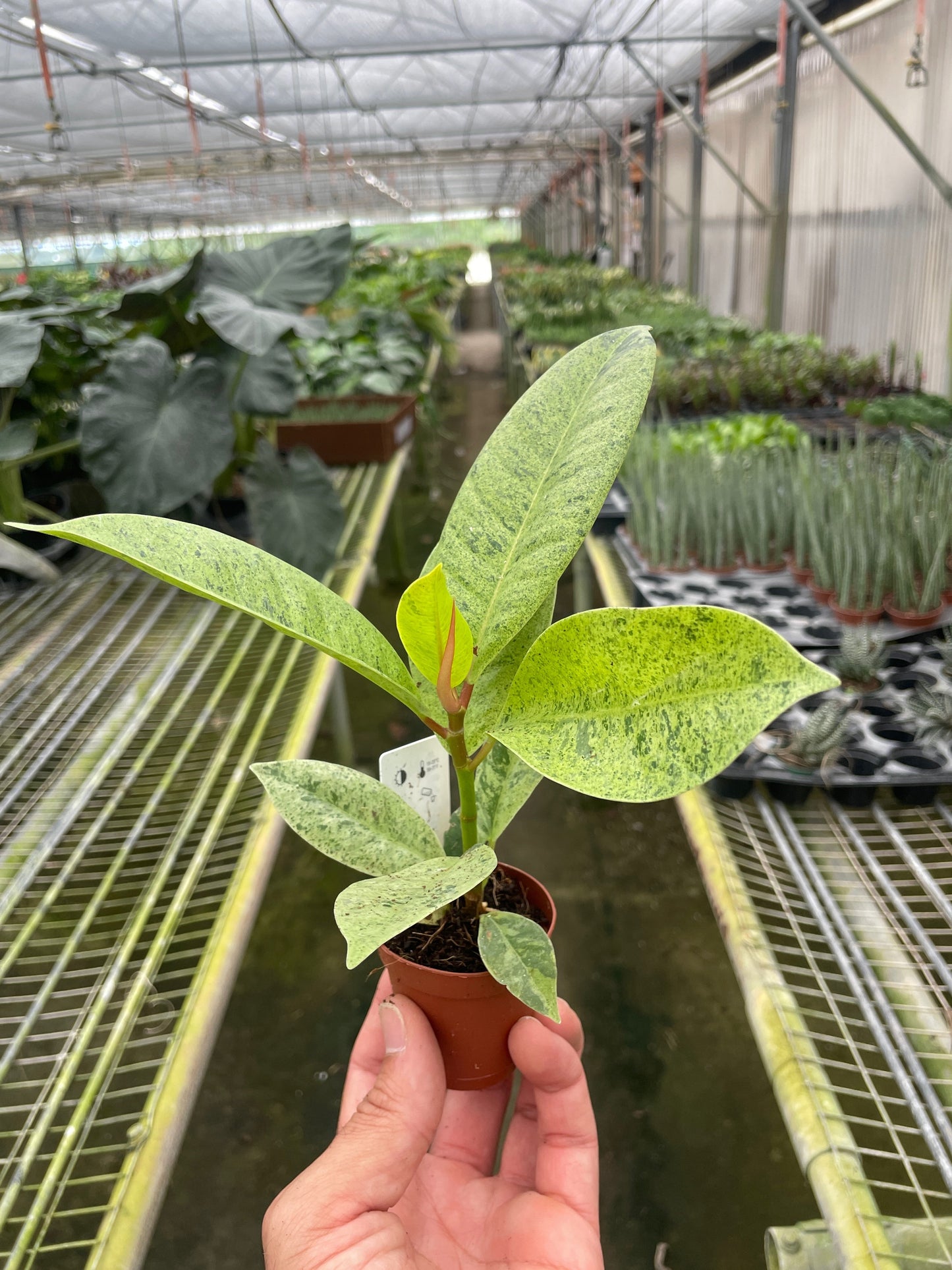 Ficus 'Shivereana' (Moonshine)