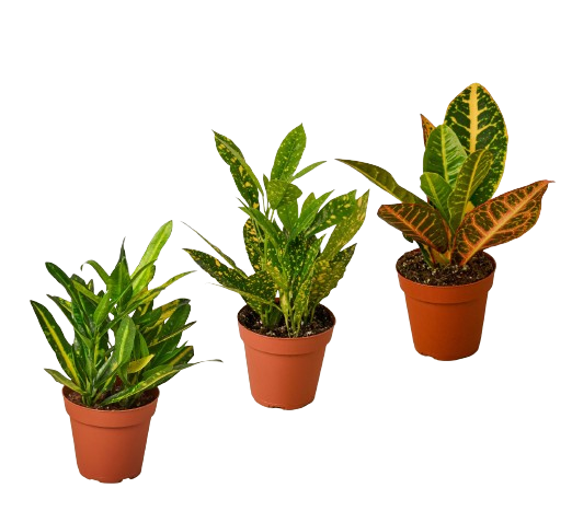 best pot for croton plant 3 Croton Variety Pack / 4" Pot / Live Plant / House Plant – Cosmic Nursery