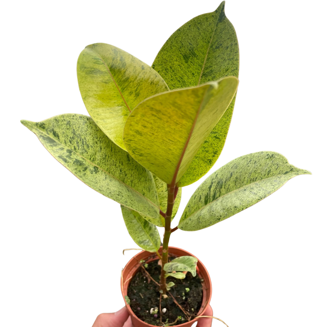Ficus 'Shivereana' (Moonshine)