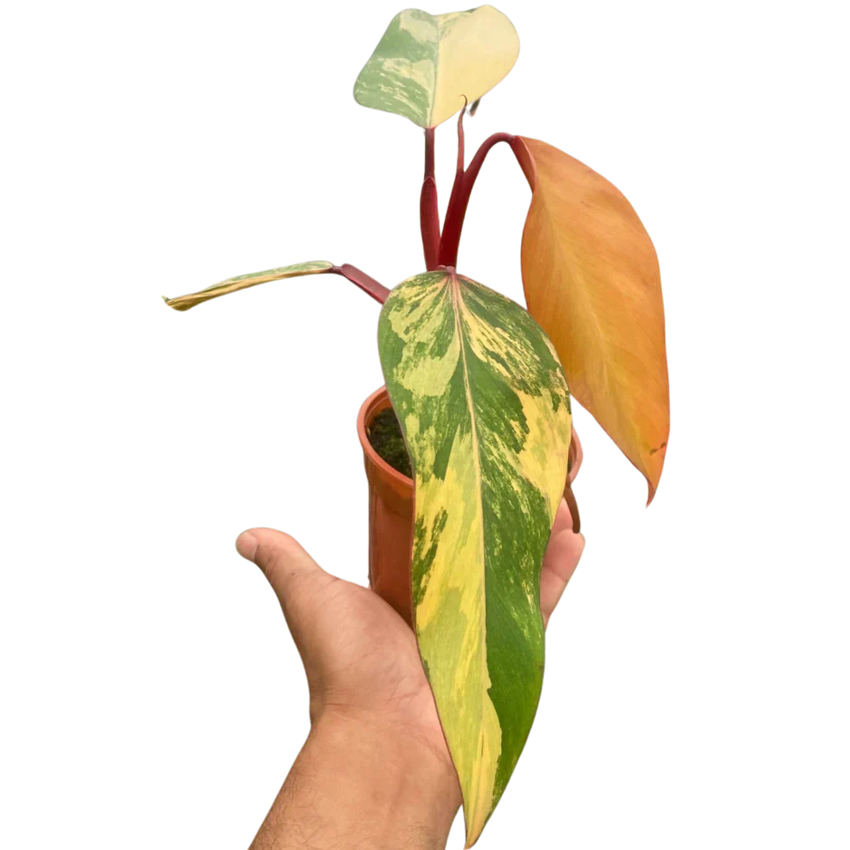 Philodendron 'Strawberry Shake'
