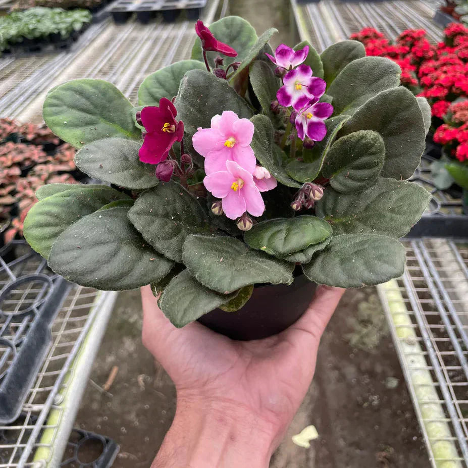 African Violet