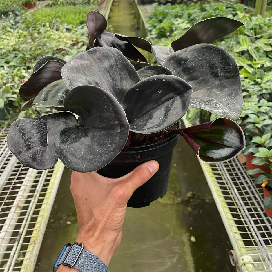 Geogenanthus 'Ciliatus'