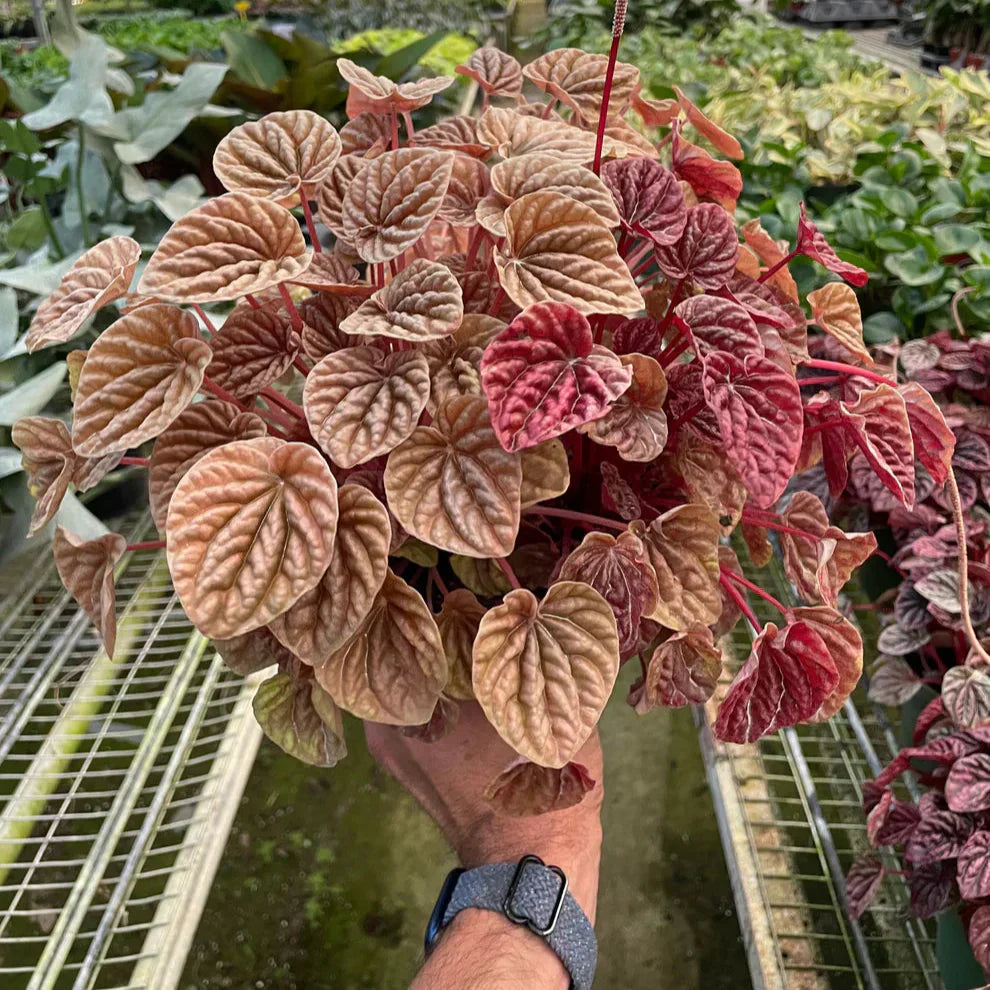 Peperomia 'Quito'
