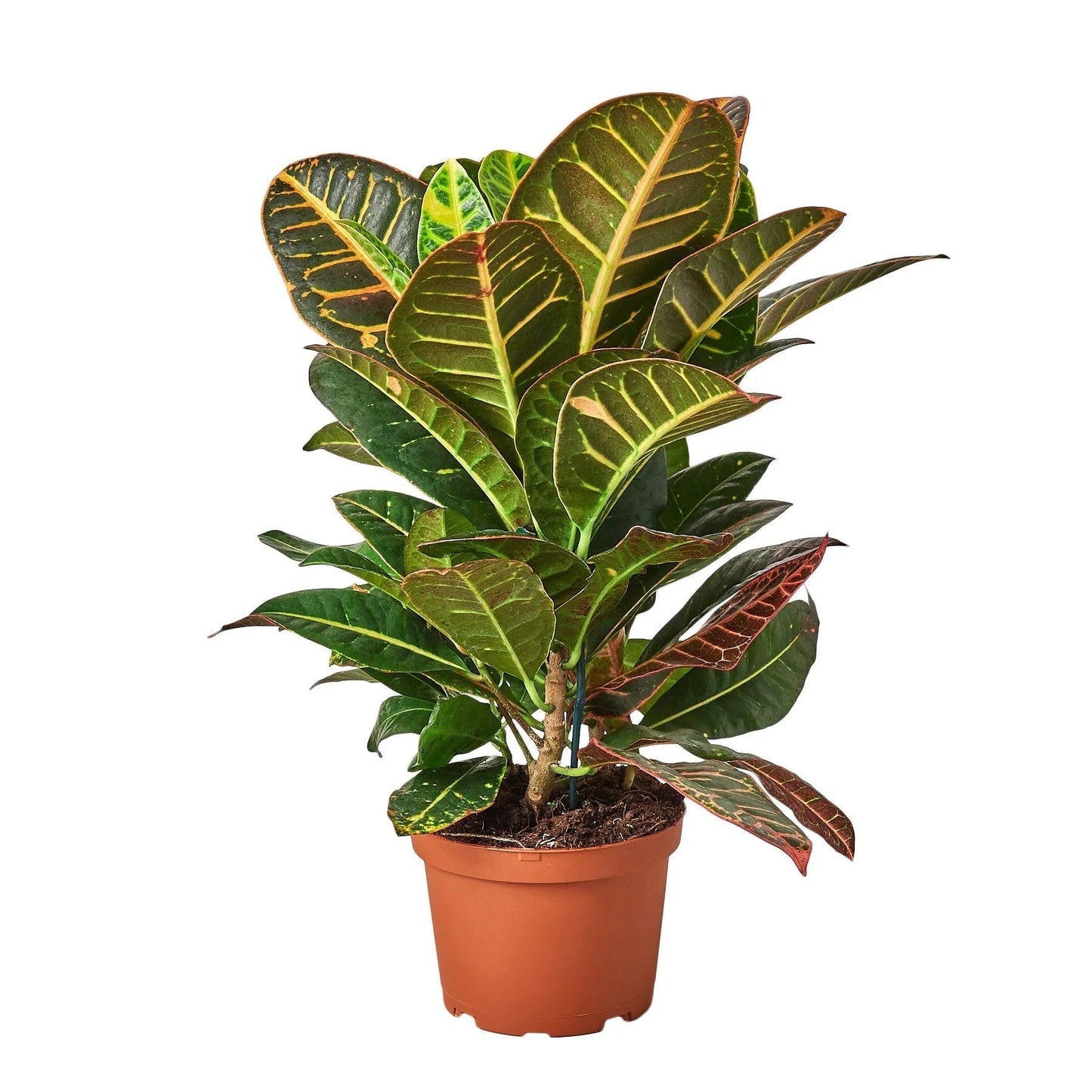 Croton Petra 'Joseph'S Coat'