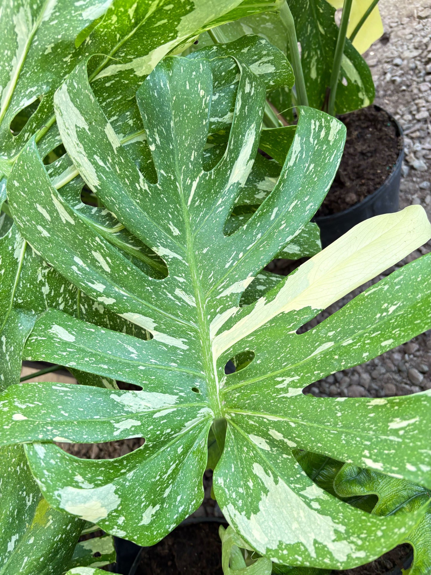Monstera 'Thai Constellation'