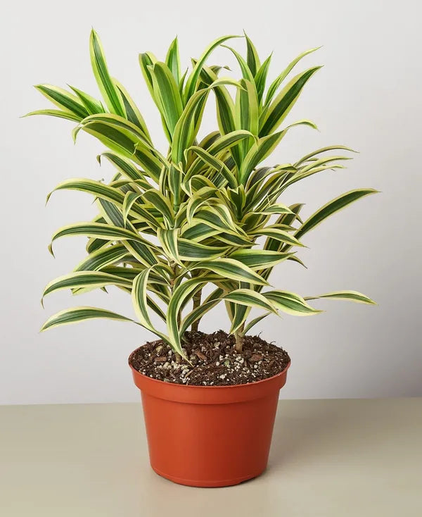 Dracaena 'Song of India' - 6" Pot - NURSERY POT ONLY
