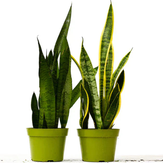 2 Snake (Sansevieria) Plant Variety Pack - 6" Pot