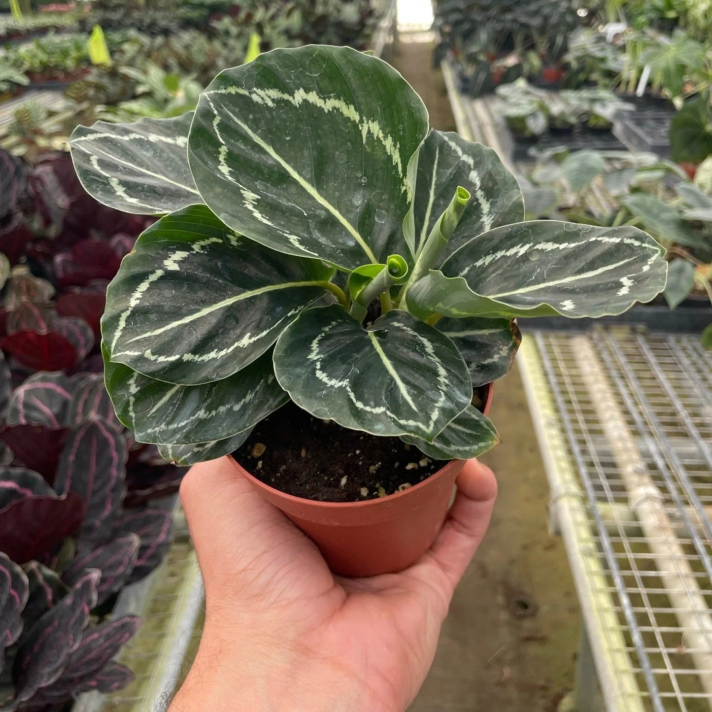 Calathea 'Green Goddess'