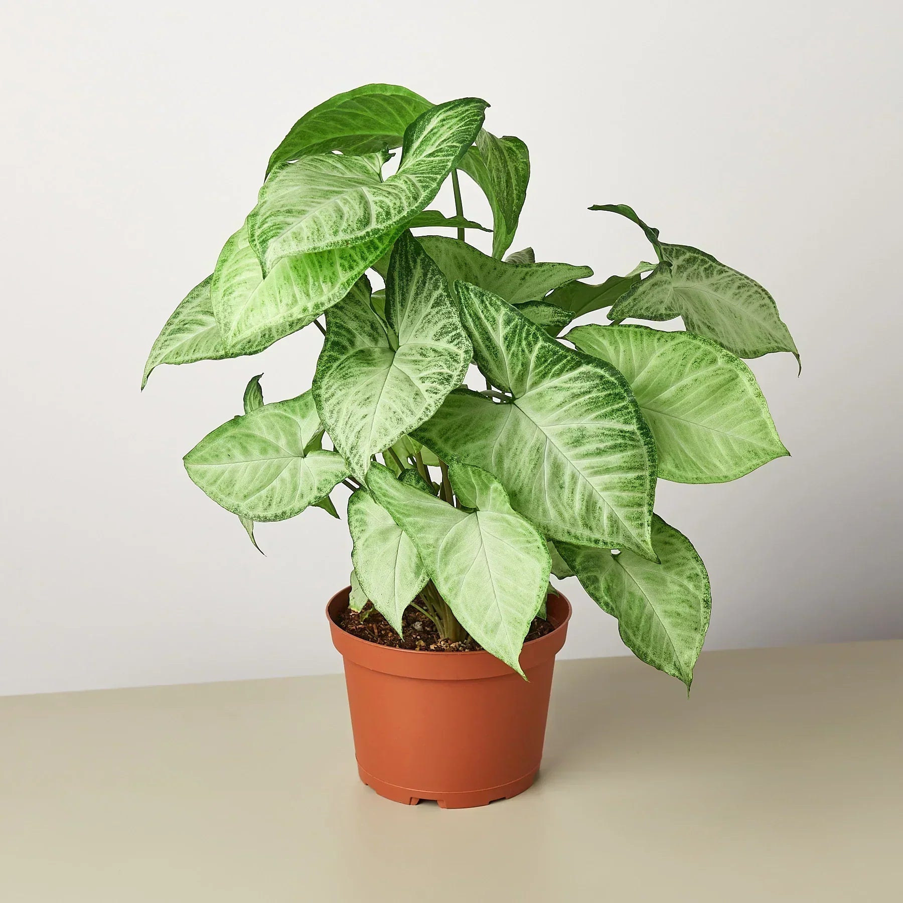 Syngonium White Butterfly - 6" Pot - NURSERY POT ONLY