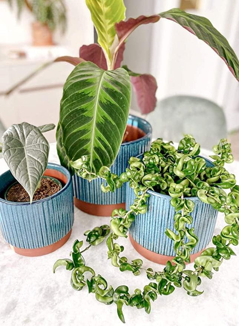 Set of 3 8+6.7+5.5 Inch Blue Stripe Garden Planter Pots