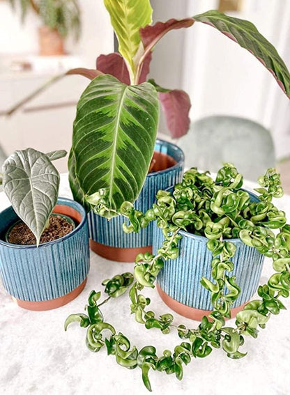  Set of 3 8+6.7+5.5 Inch Blue Stripe Garden Planter Pots