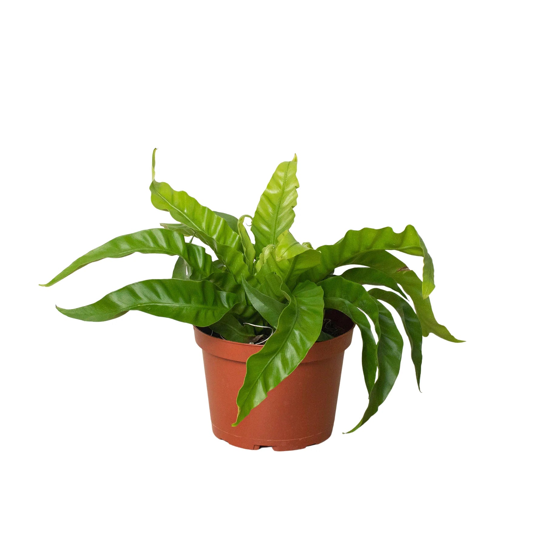 Fern 'Bird'S Nest Hurricane'
