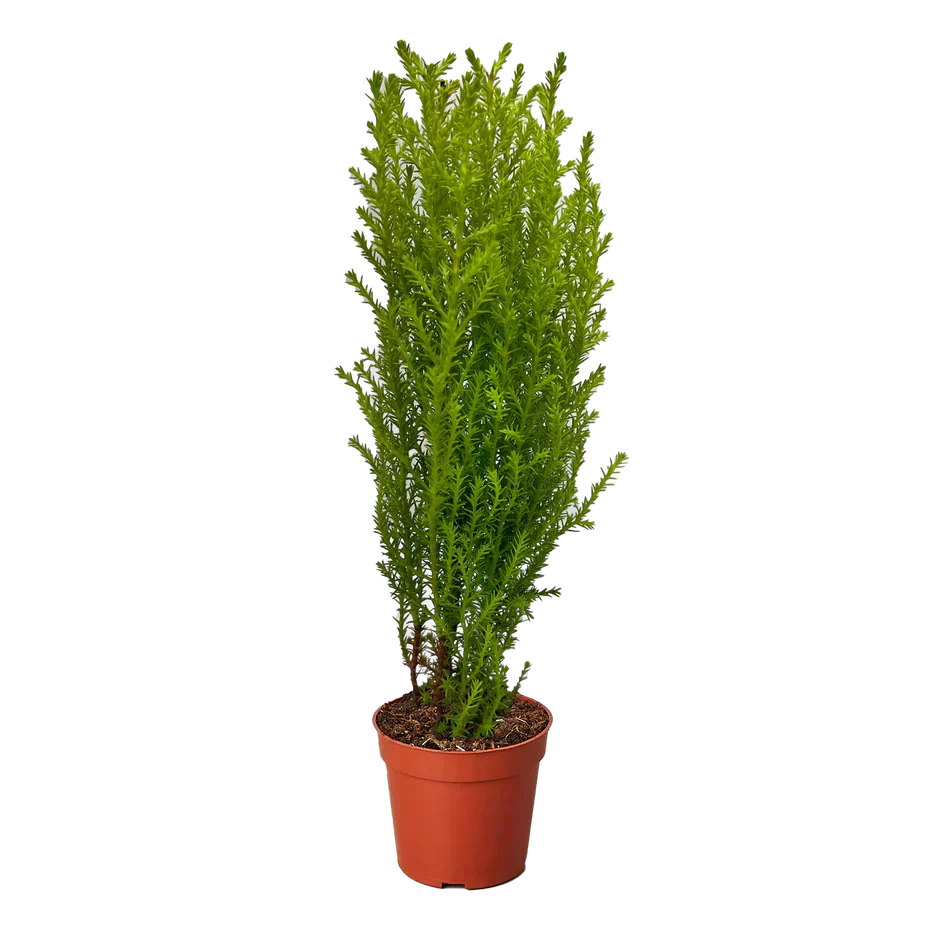Cypress Lemon