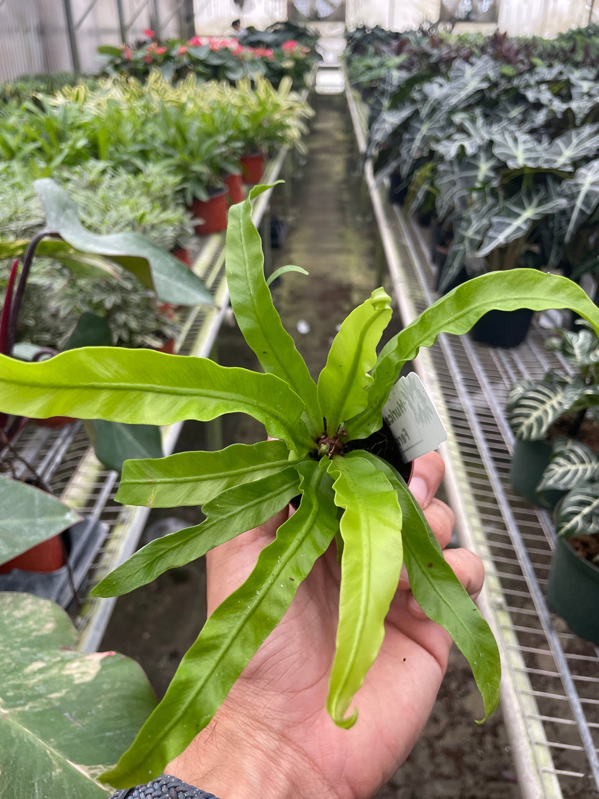 Fern 'Bird'S Nest Hurricane'