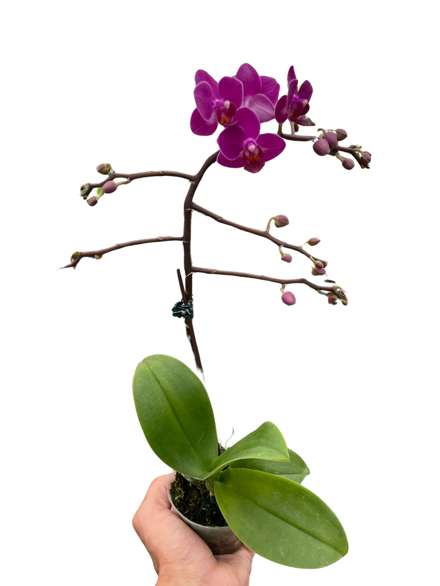 Orchid 'Purple Fucshia Phalaenopsis'