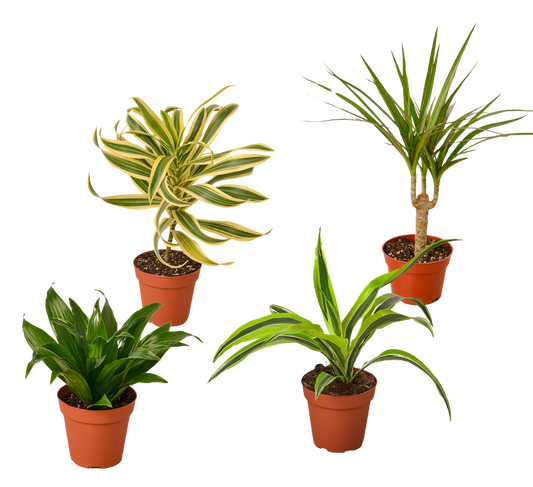 4 Different Dracaenas Variety Pack - Live House Plant - 4" Pot