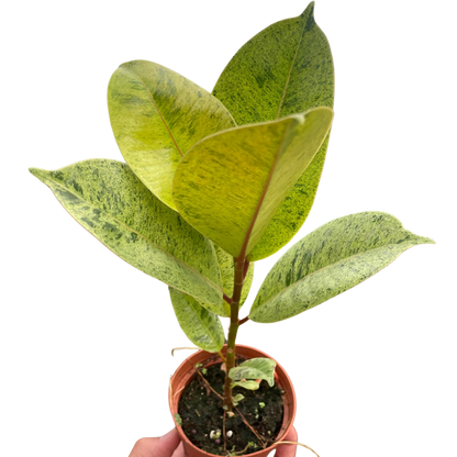 Ficus 'Shivereana' (Moonshine)