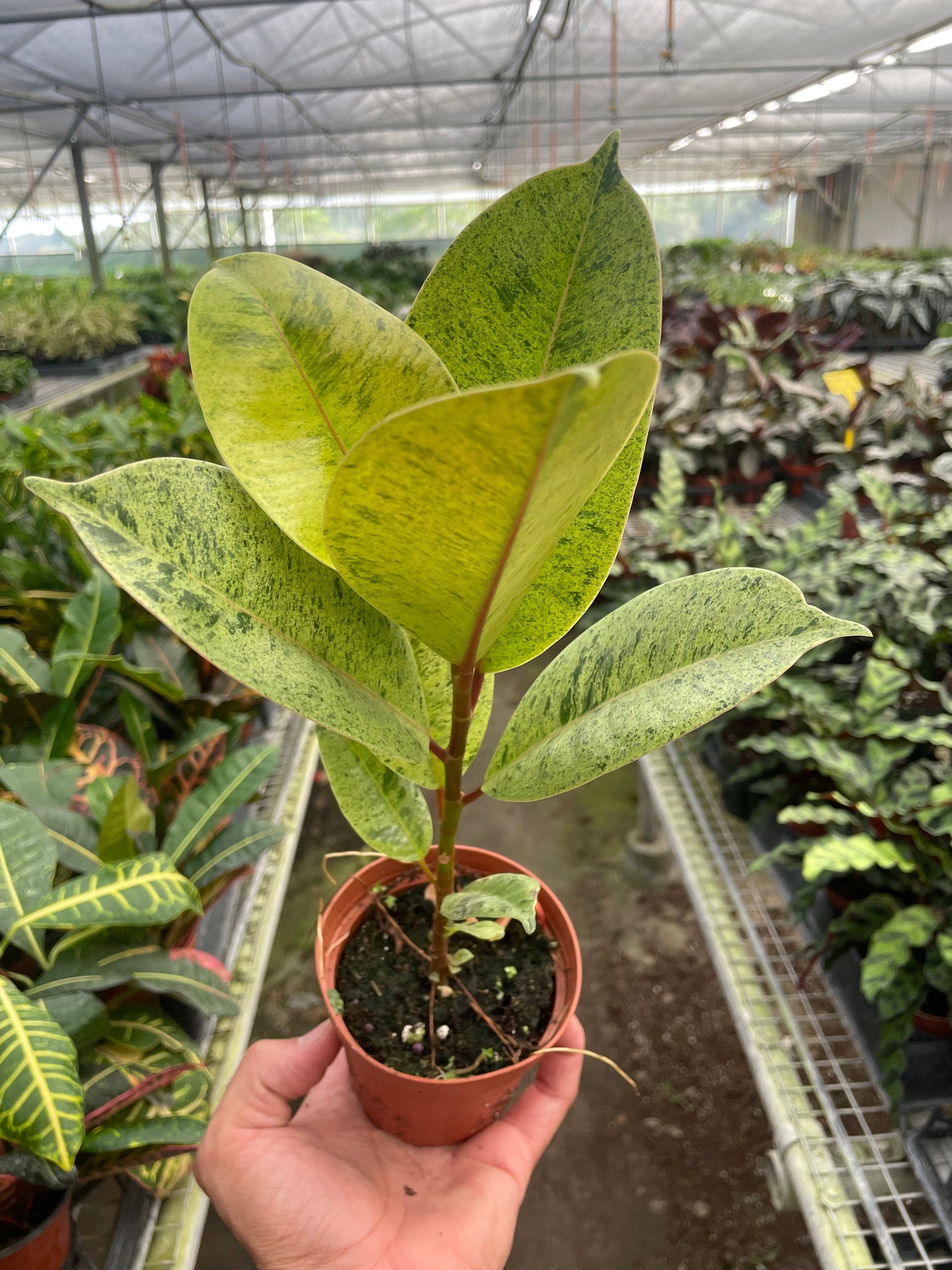 Ficus 'Shivereana' (Moonshine)