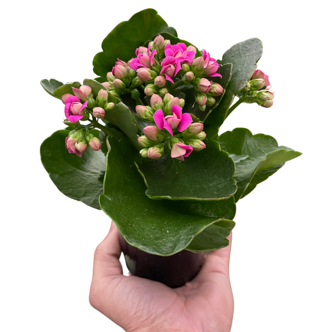 Kalanchoe Kalanchoe