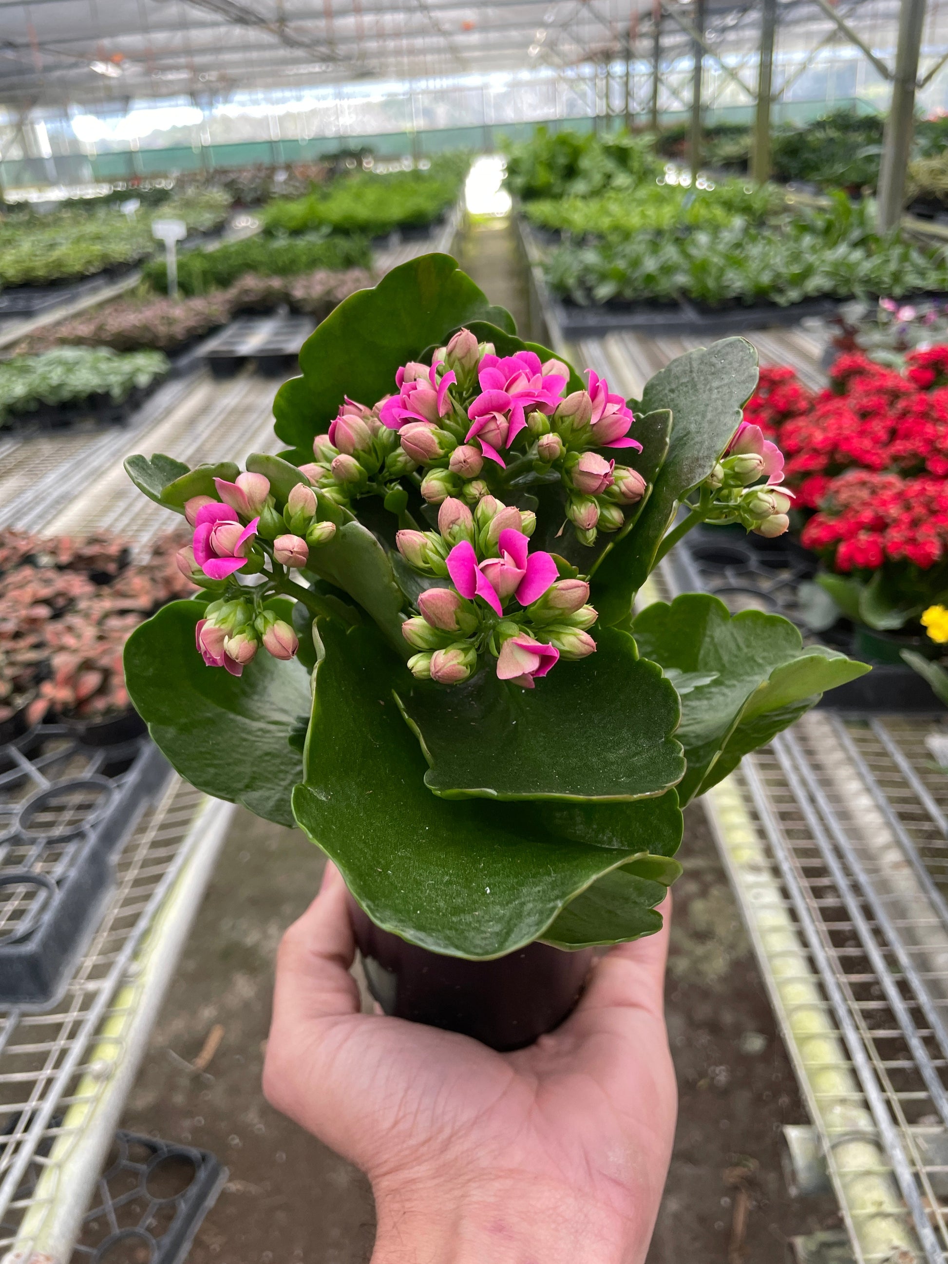 Kalanchoe Kalanchoe