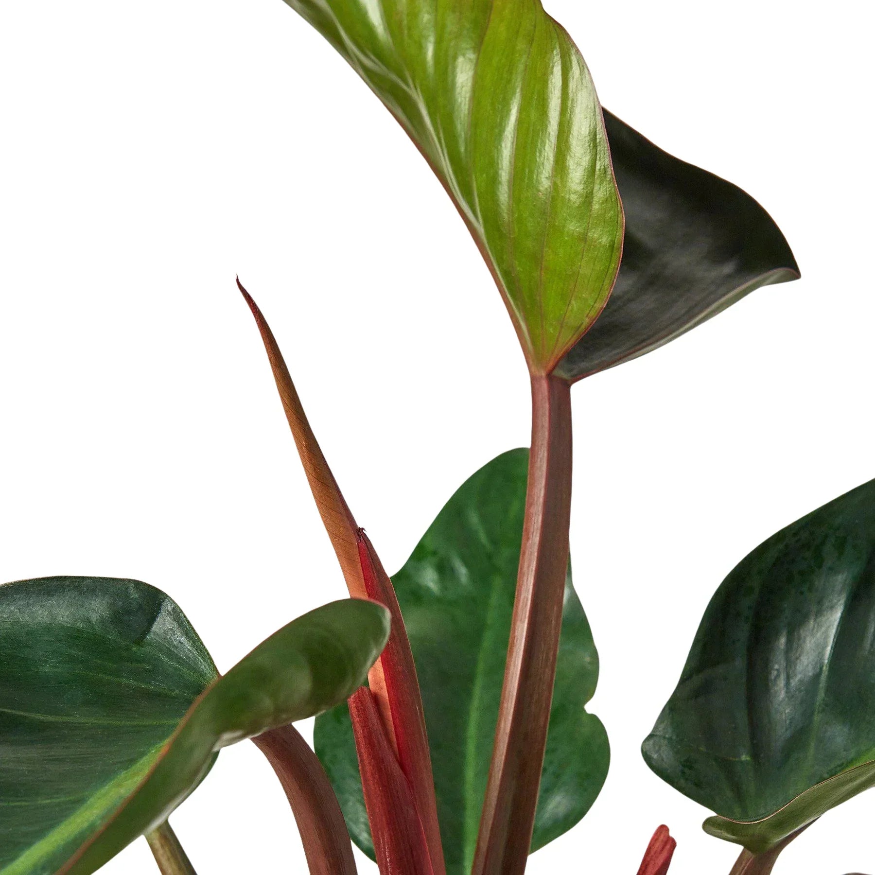 red congo philodendron Philodendron 'Congo Rojo' – Cosmic Nursery