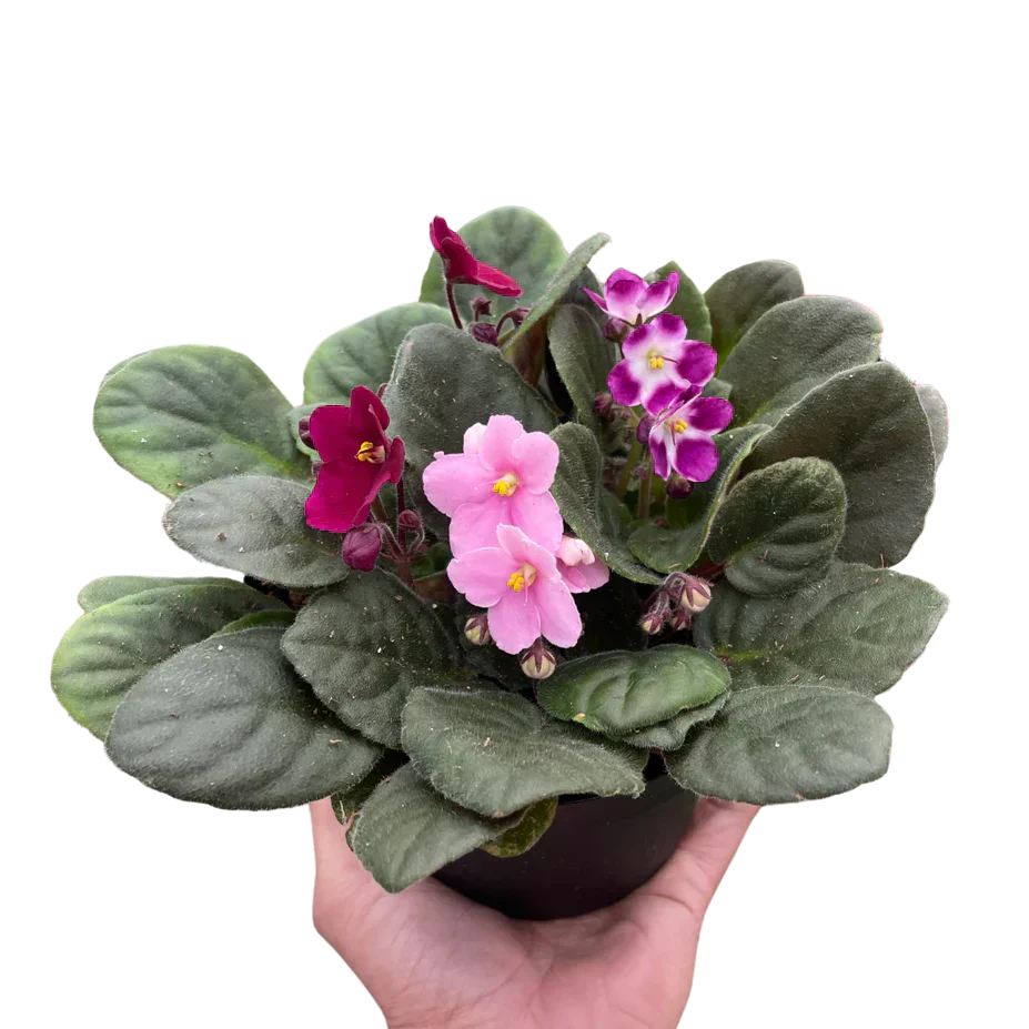 African Violet