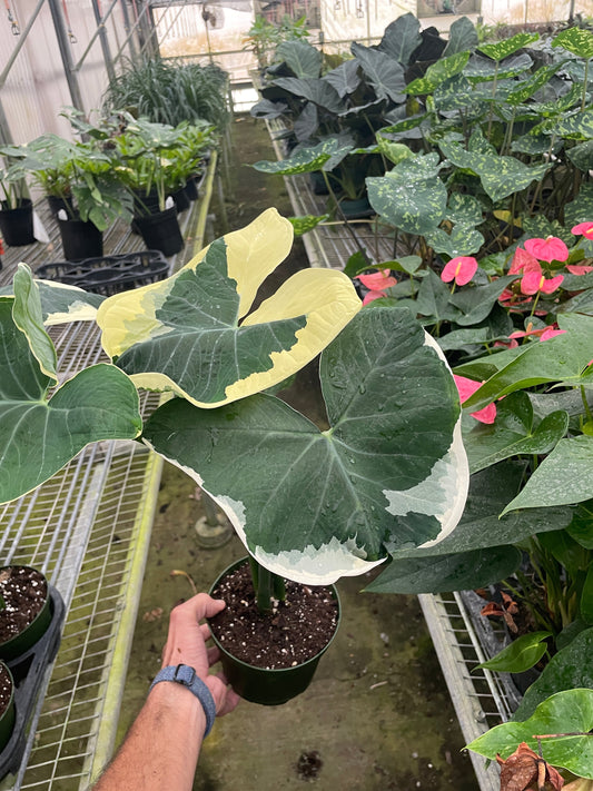 Alocasia 'Mickey Mouse' (Xanthosoma Sagittifolium 'Variegatum Monstrosum')