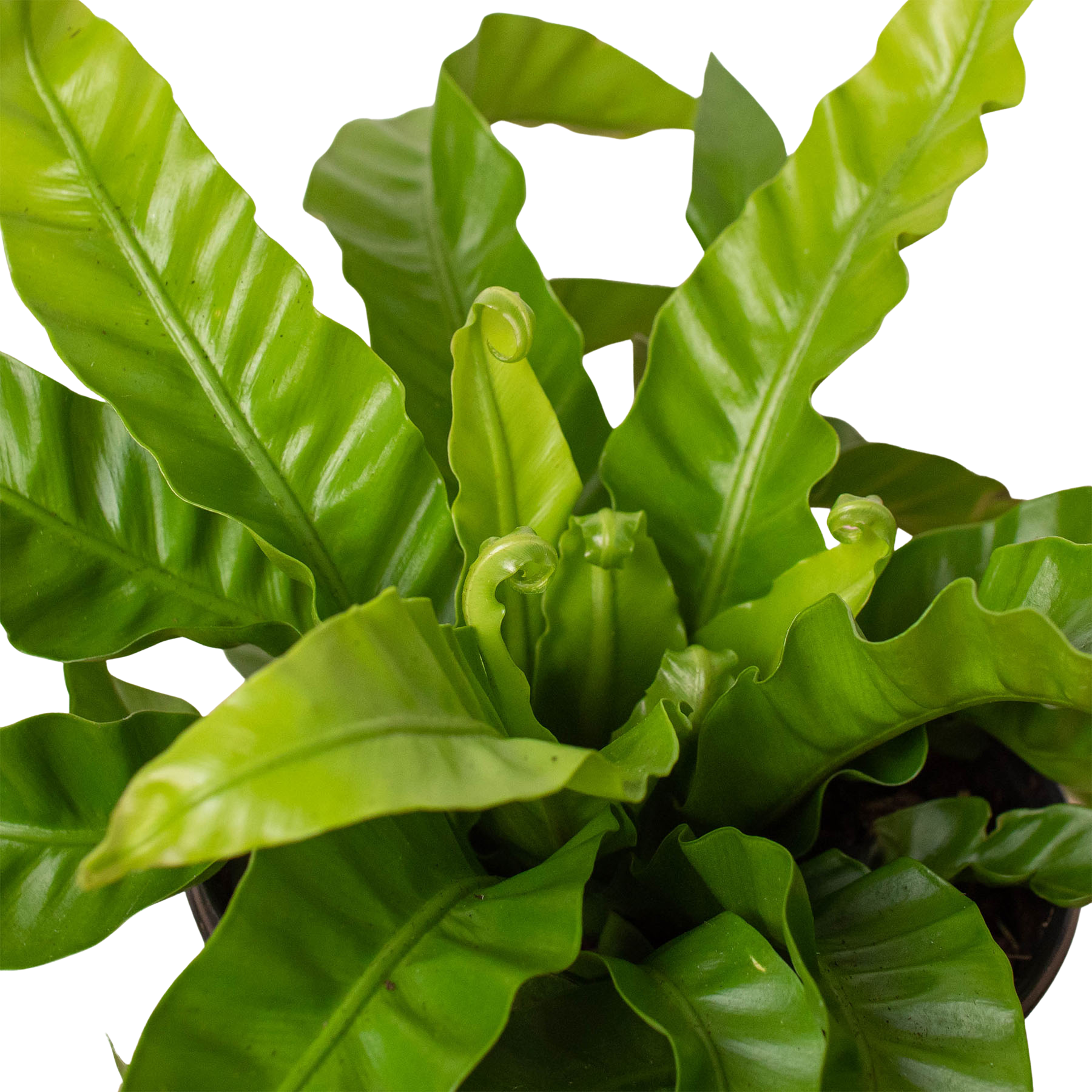 Fern 'Bird'S Nest Hurricane'