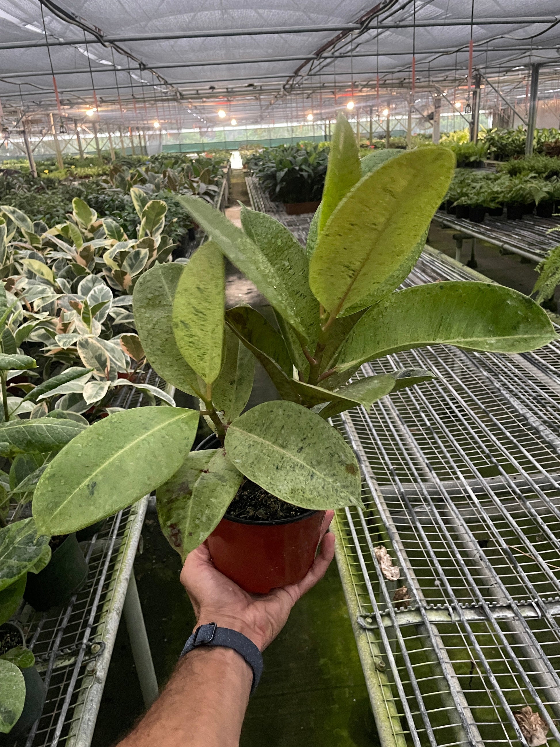 Ficus 'Shivereana' (Moonshine)