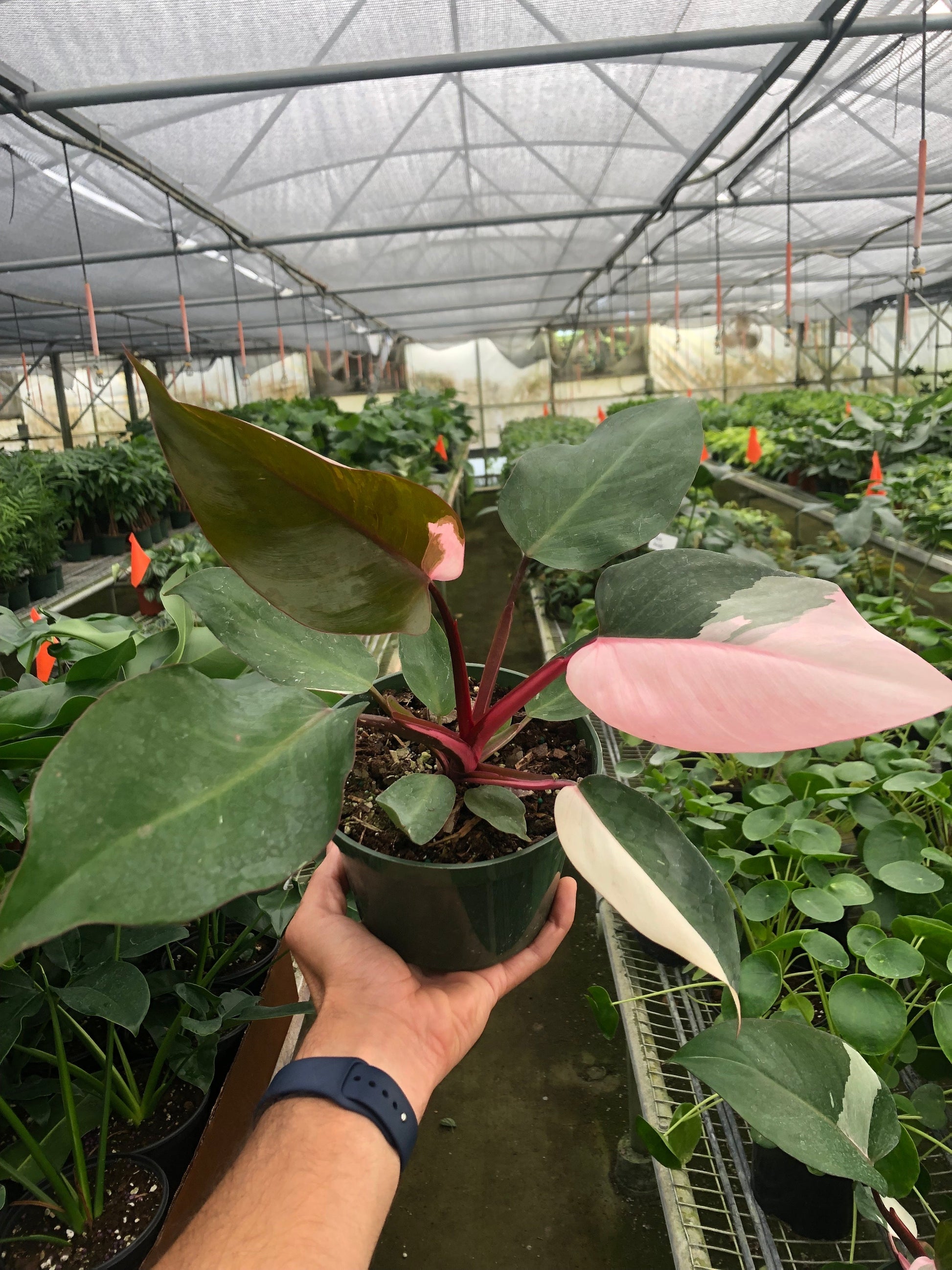 kroger philodendron pink princess Philodendron 'Pink Princess' – Cosmic Nursery