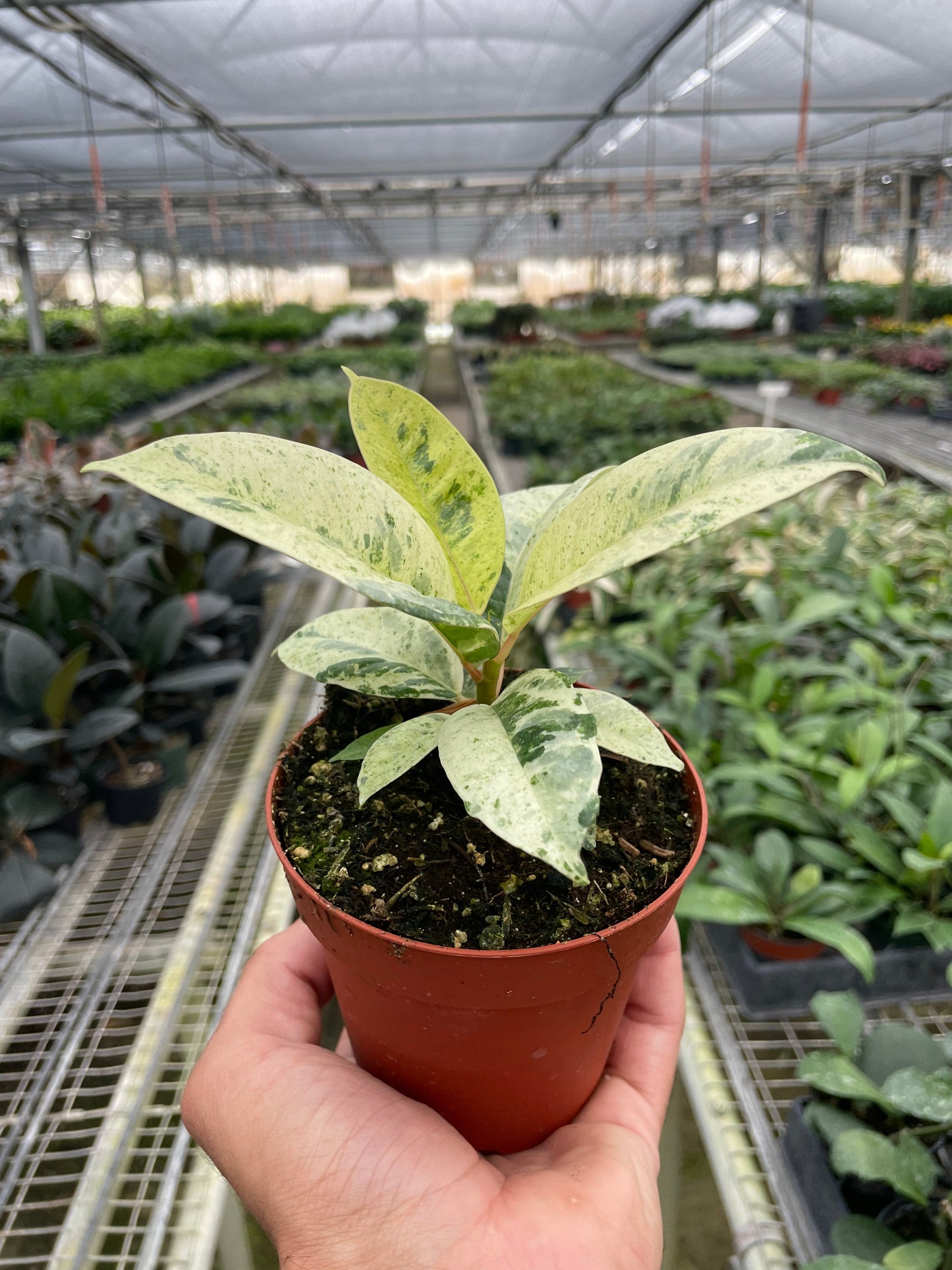 Ficus 'Shivereana' (Moonshine)
