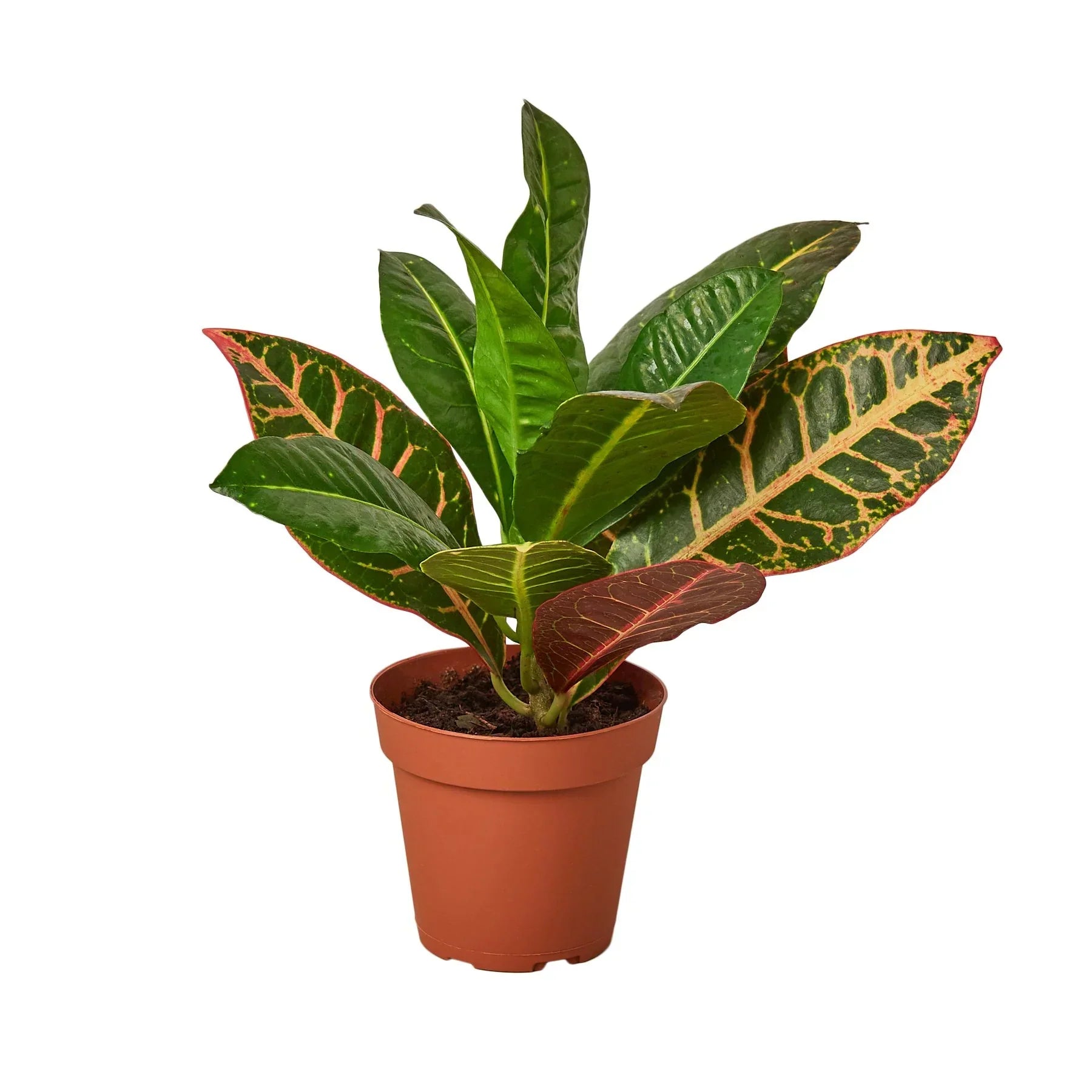 Croton Petra 'Joseph'S Coat'
